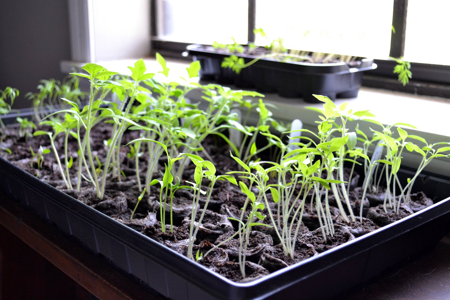 Seedlings in front of window