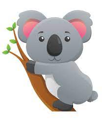 Koala on a branch