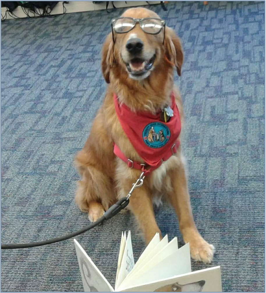 photo of Cutch the therapy dog
