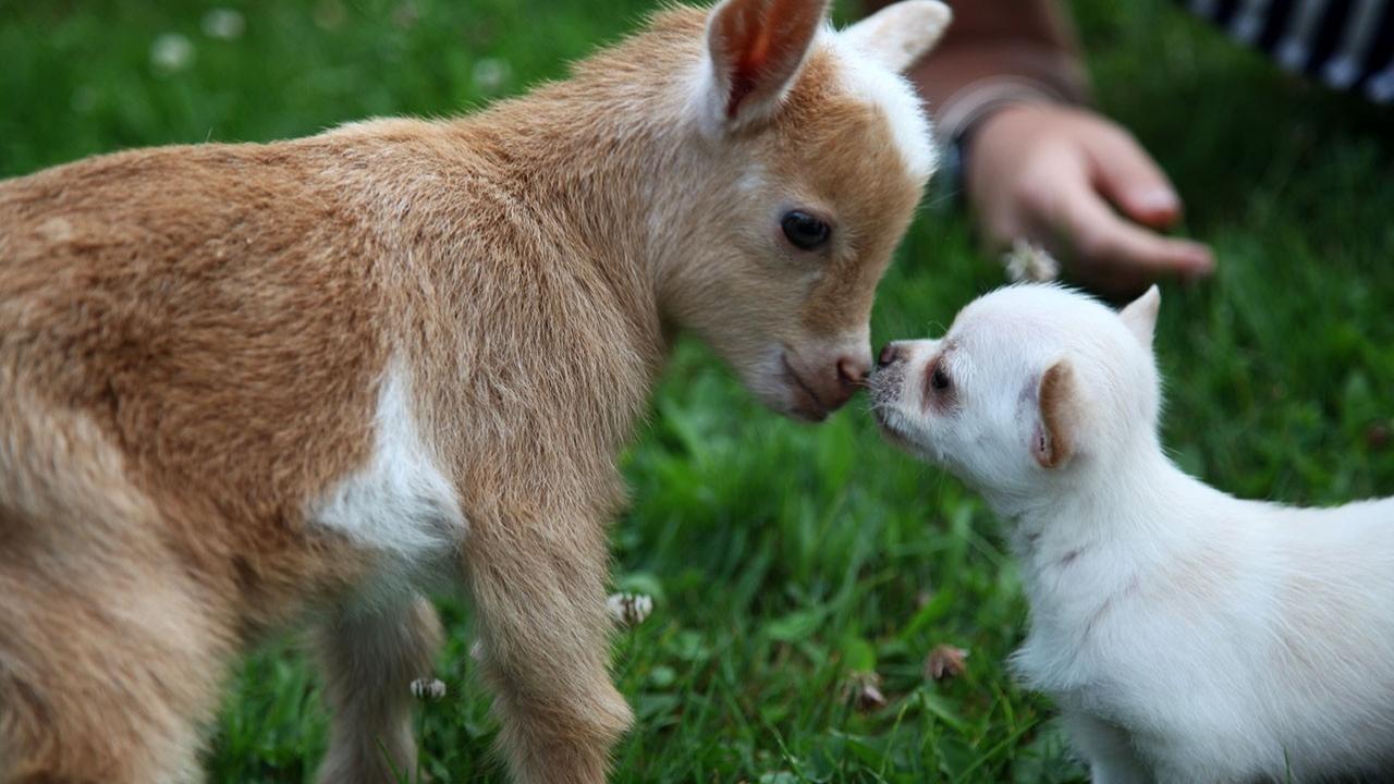 baby goat and chihuahua touching noses