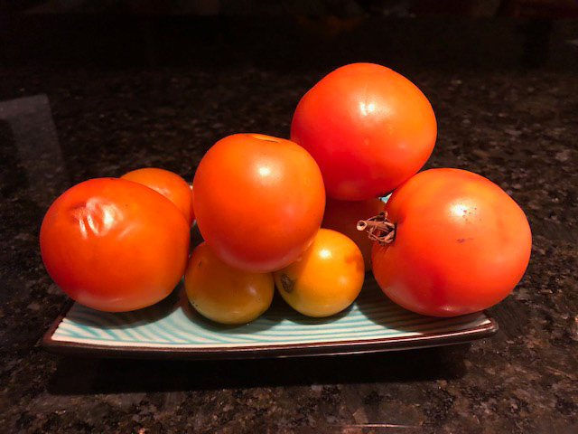 Tomatoes 9.2021
