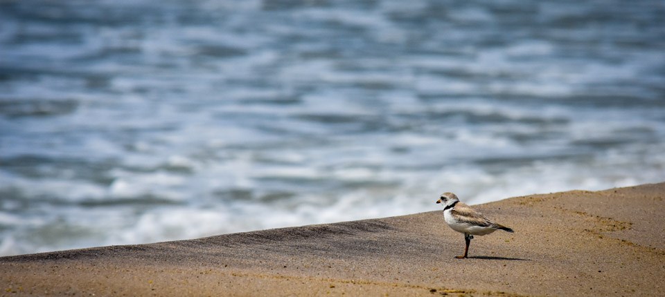 piping plover on beach