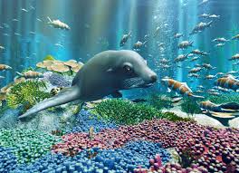 image of seal underwater