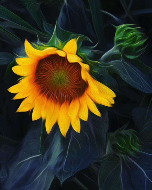 Midnight sunflower by Peter Scheer