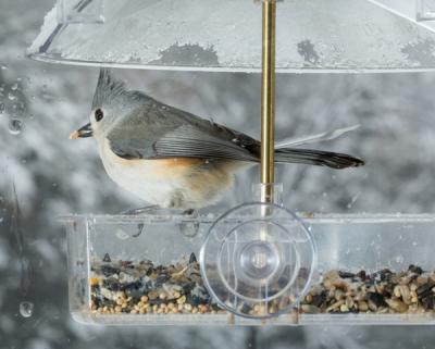 Image for "bird on feeder"