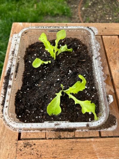 Image for "Lettuce seedlings"