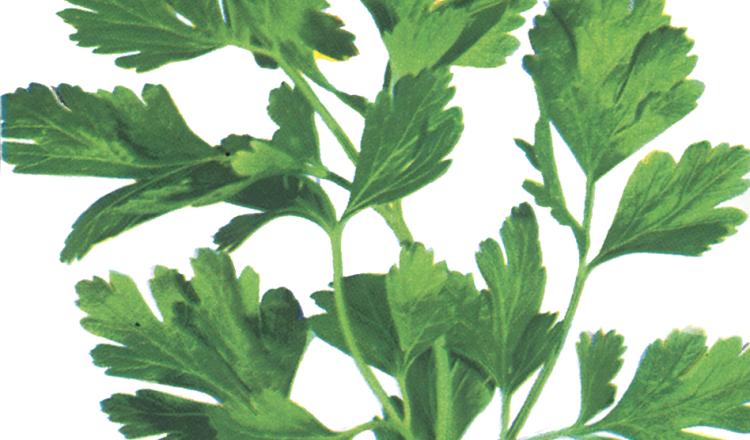 Image for "Parsley seed packet illustration"