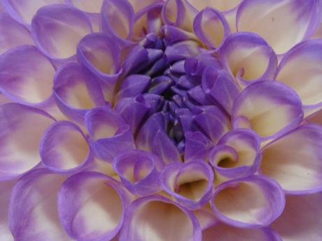 Purple Symmetry by Andrea Gordon