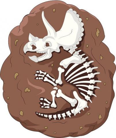 Fossil of a triceratops