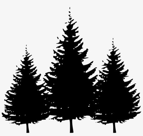 silhouette of three pine trees