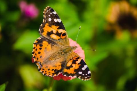 Painted Lady Butterfly