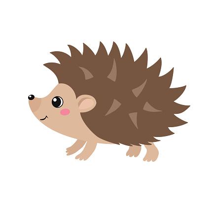 hedgehog