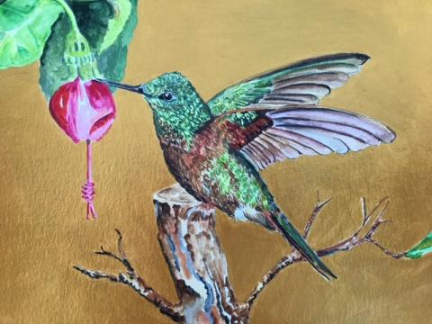hummingbird