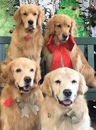 golden retrievers