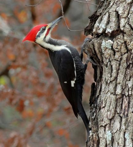 Bird count, bird watching, woodpecker