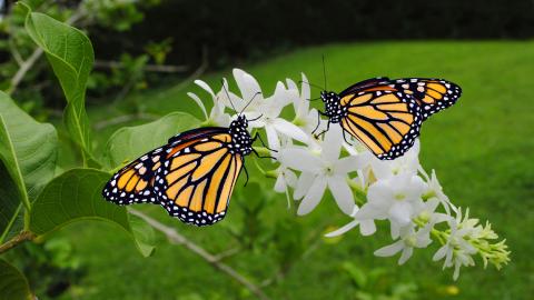 butterflies on flower