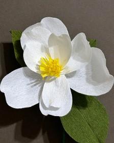 Paper Flower Magnolia