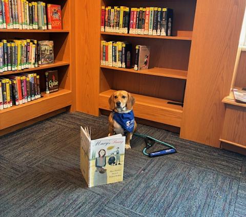 photo of Barry the therapy dog