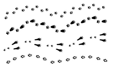 animal tracks